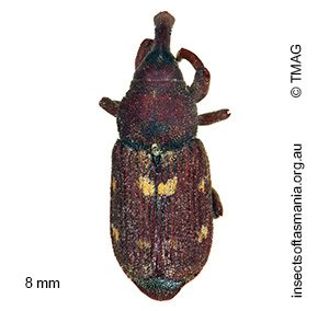 Zimmermanianthus sp