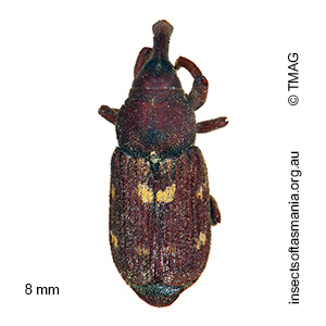 Zimmermanianthus sp