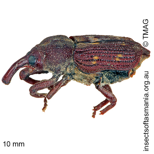 Species image