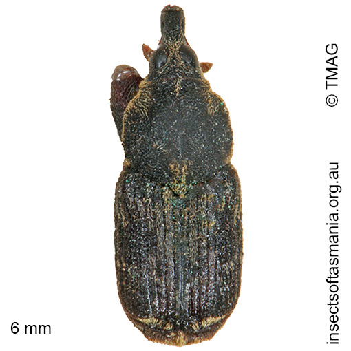 Species image
