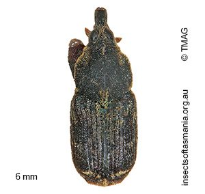 Neolaemosaccus subsignatus