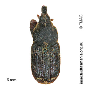 Neolaemosaccus subsignatus