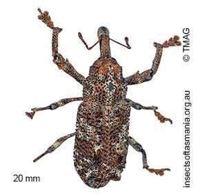 Orthorhinus cylindrirostris