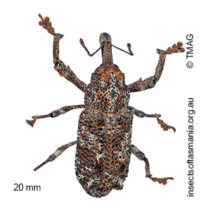 Orthorhinus cylindrirostris