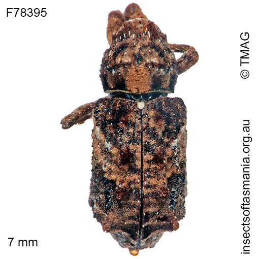Species image