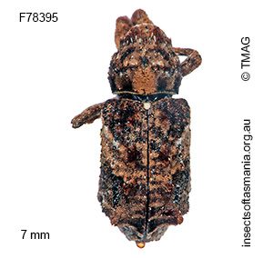 Orthorhinus klugii