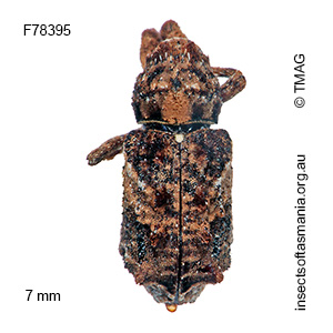 Orthorhinus klugii