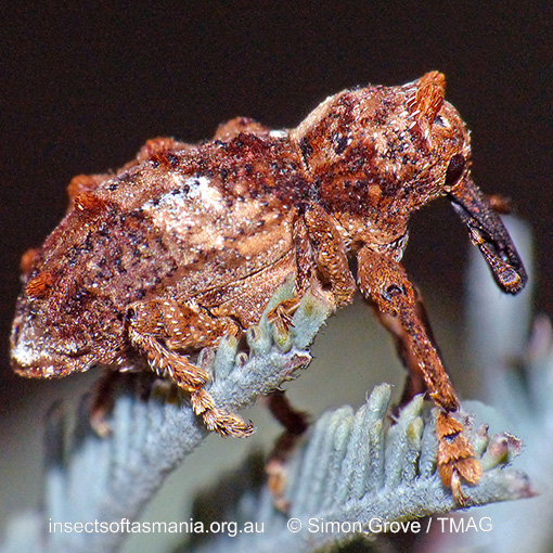 Species image