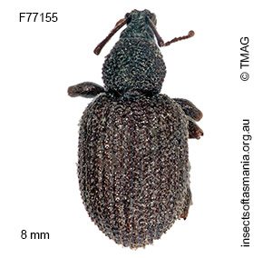 Otiorhynchus rugosostriatus