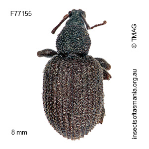 Otiorhynchus rugosostriatus