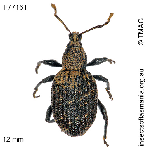 Species image