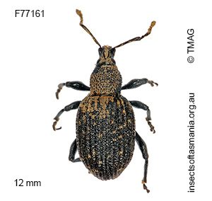Otiorhynchus sulcatus