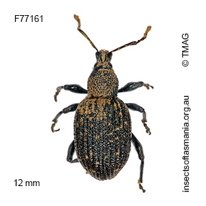 Otiorhynchus sulcatus