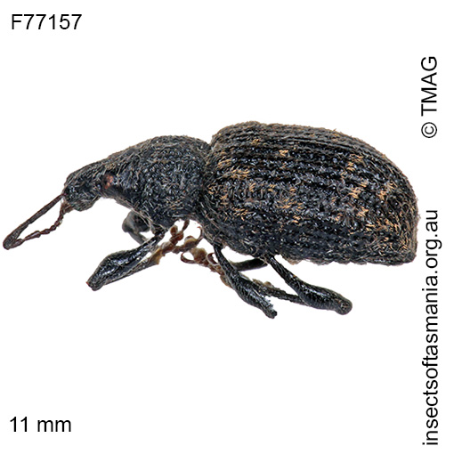 Species image