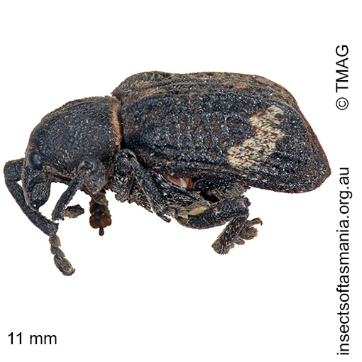 Species image