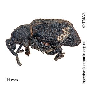 Oxyops fasciatus