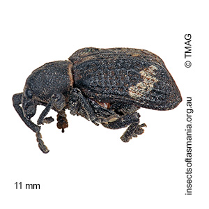Oxyops fasciatus