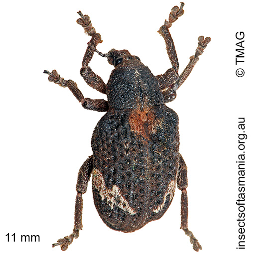 Species image