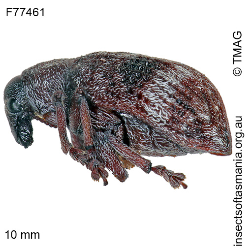 Species image