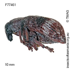Oxyops modestus