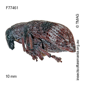 Oxyops modestus