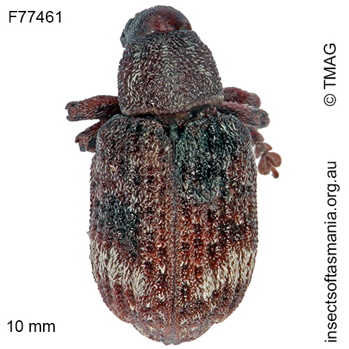 Species image