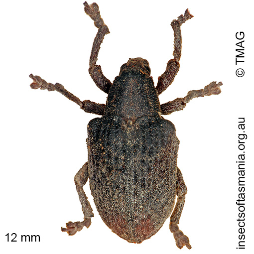 Species image