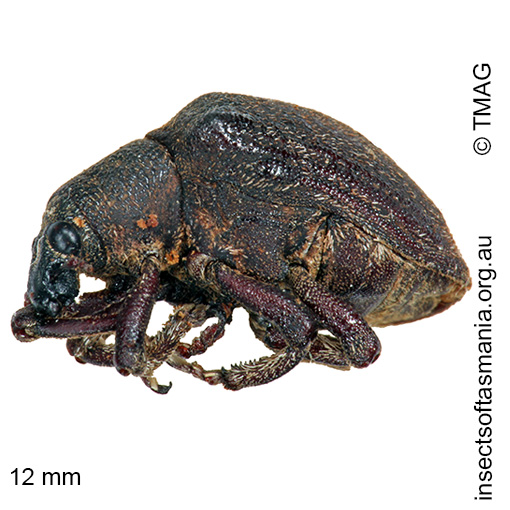 Species image