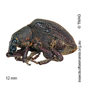 Oxyops turbidus