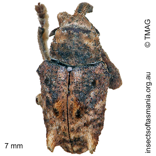 Myllorhinus posticus