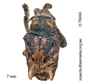 Myllorhinus posticus