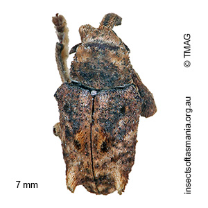 Myllorhinus posticus