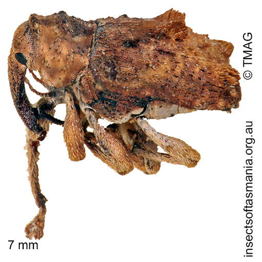 Myllorhinus posticus