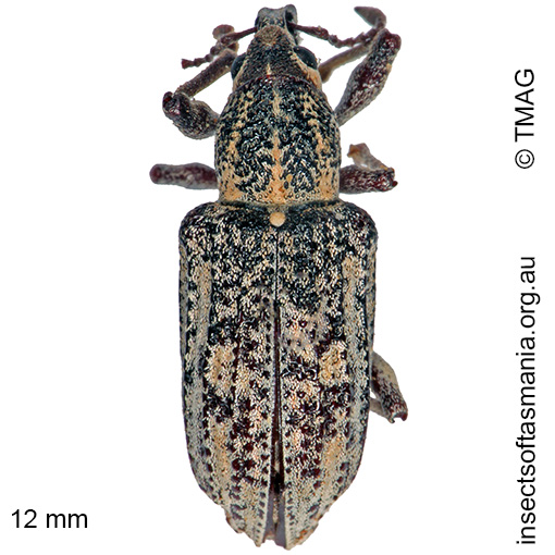 Species image