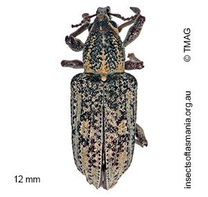 Pelororhinus margaritaceus