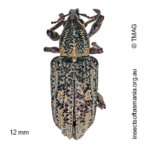 Pelororhinus margaritaceus