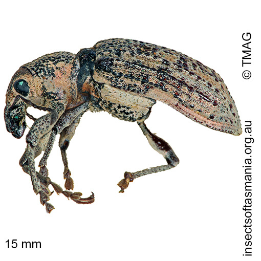 Species image