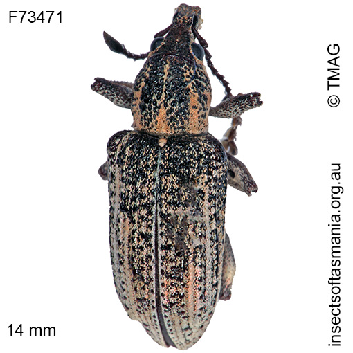 Species image