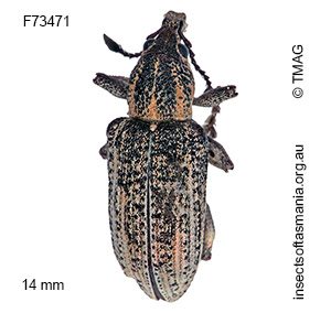 Pelororhinus margaritosa