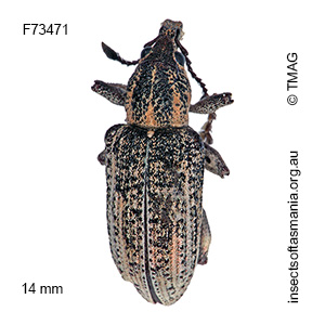 Pelororhinus margaritosa