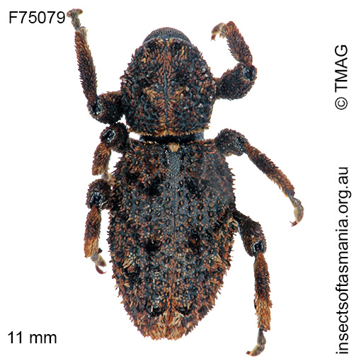 Species image
