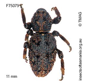 Poropterus alboscutellaris