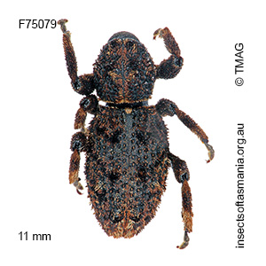 Poropterus alboscutellaris