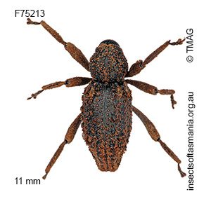 Poropterus antiquus