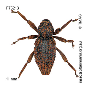 Poropterus antiquus