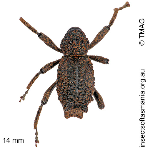 Species image