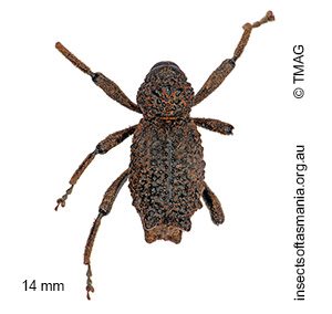 Poropterus succisus