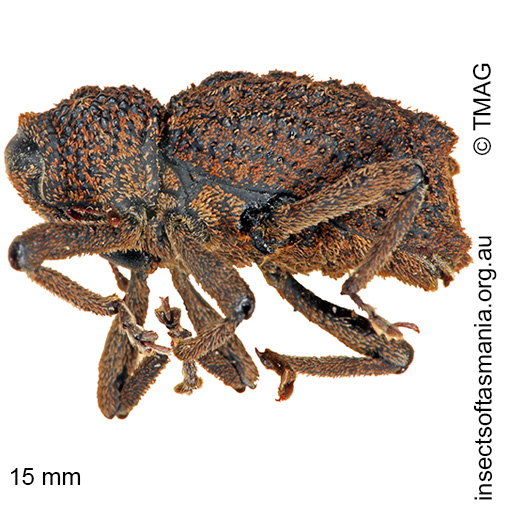 Species image