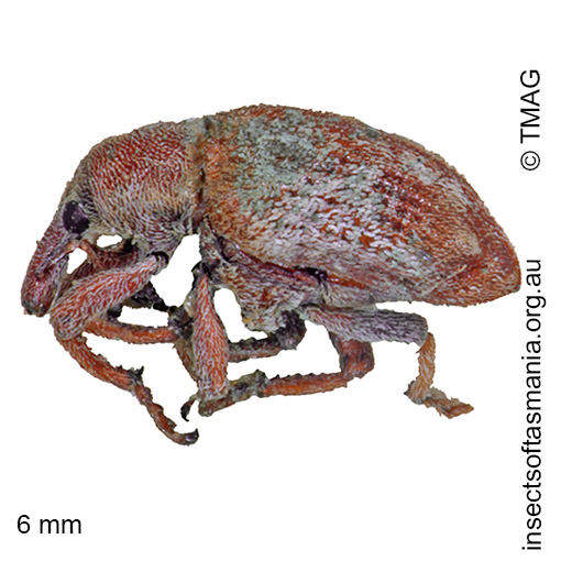Species image
