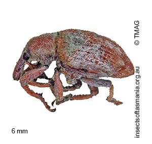 Prophaesia confusa